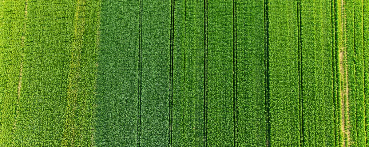 Aerial view of Iowa farmland near Des Moines showing corn and soybean fields in patchwork pattern