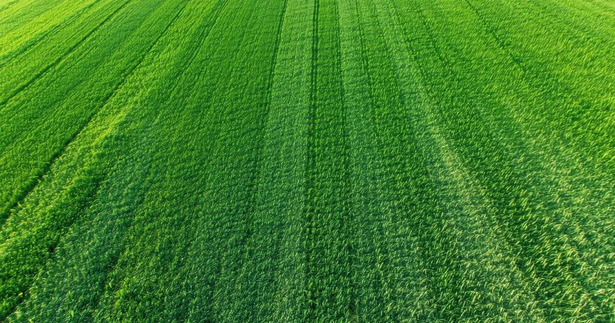 Using Aerial Imaging to Assess Cover Crop Biomass Before Spring Termination