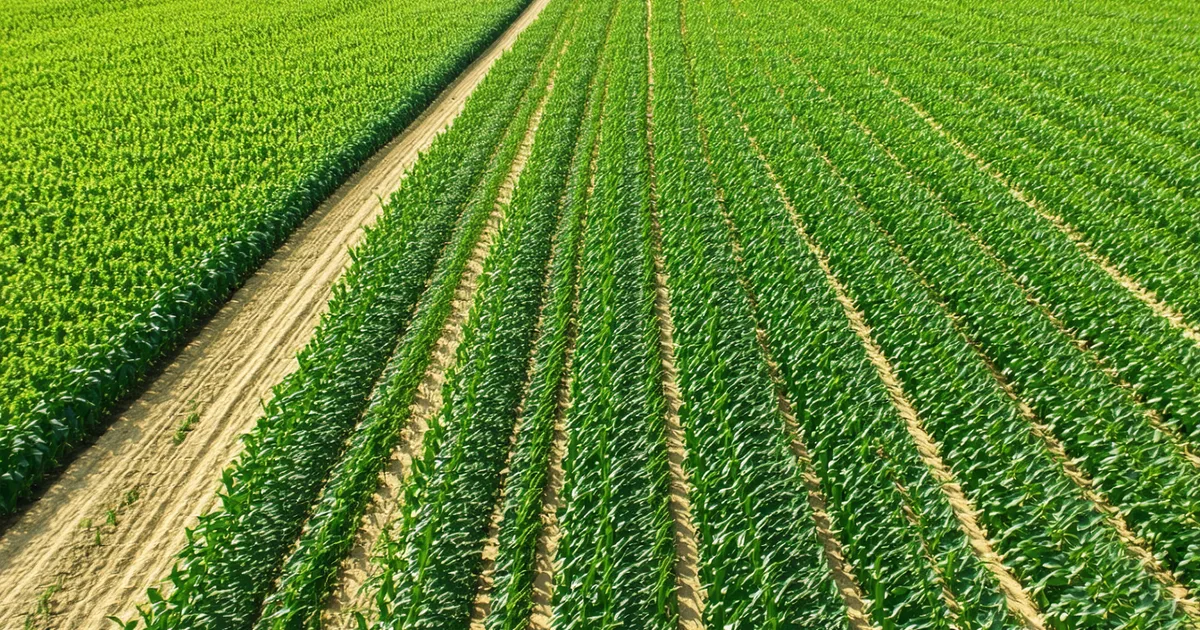 Mapping Western Corn Rootworm Pressure from the Air: What Works and What Doesn't