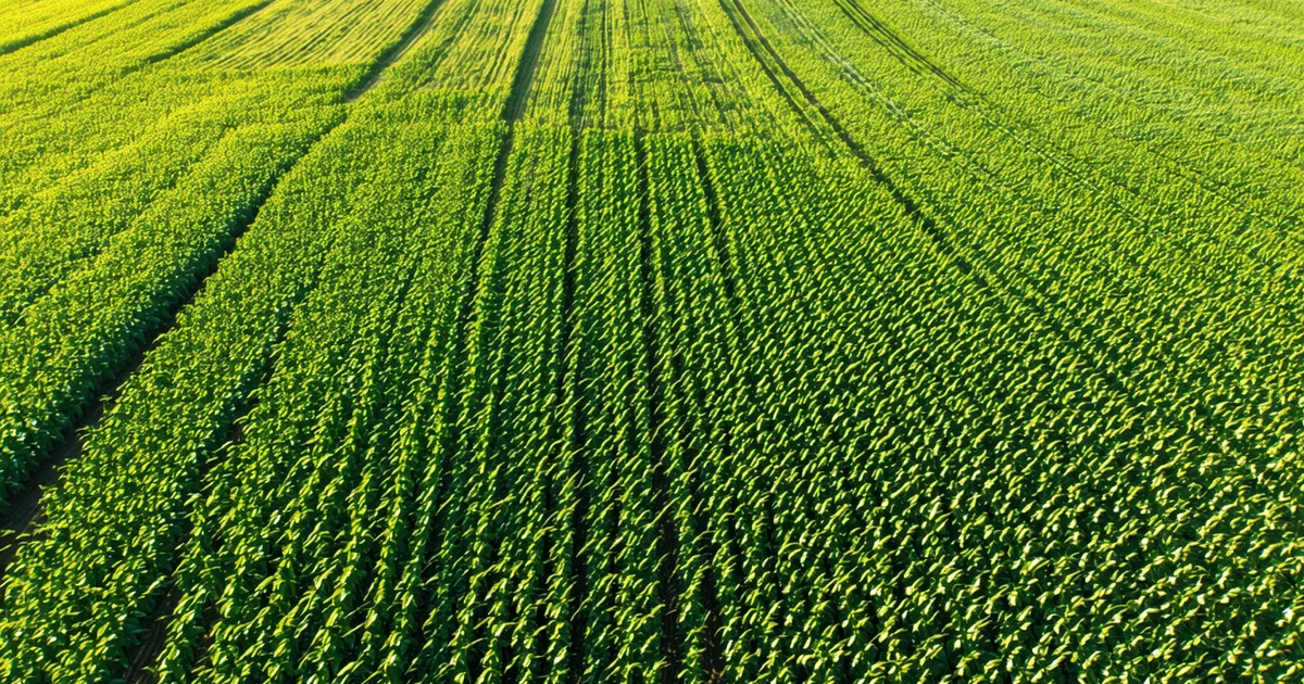 What to Expect from AI Yield Estimates at V8: An Honest Look at Accuracy