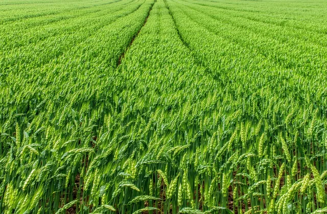 Cover crop field showing cereal rye biomass ahead of spring termination in Iowa