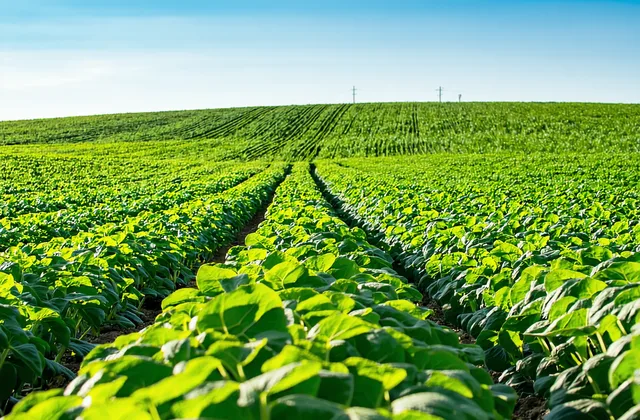 Iowa soybean field with rows showing interveinal chlorosis patterns consistent with iron deficiency