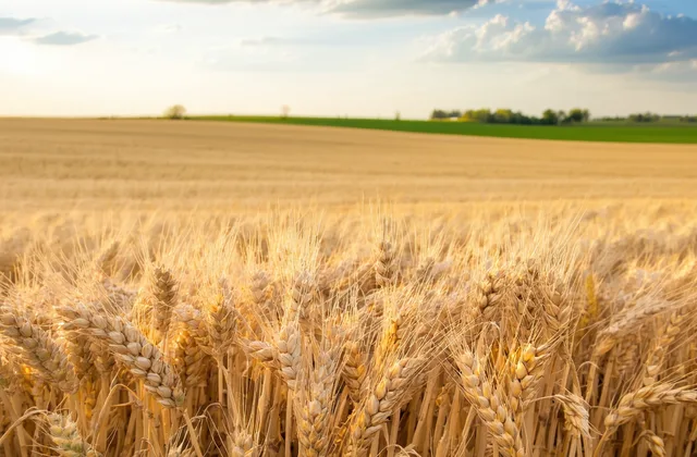 Winter wheat field in Iowa with golden heads approaching harvest maturity